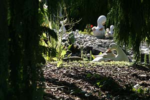 Nains et canards - &copy; Norbert Pousseur