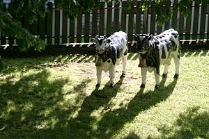 vaches en c&eacute;ramique - &copy; Norbert Pousseur