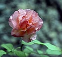 Rose rose - Fleurs de jardin - © Norbert Pousseur