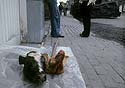 têtes de veau et porc - Kattenstoet 1977 - fête des chats - Ieper - Ypres - © Norbert Pousseur