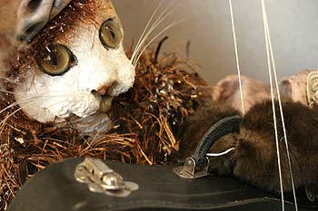 en vitrine, chatte  en porcelaine déguisé en violoniste - Kattenstoet 2006 - fête des chats - Ieper - Ypres - © Norbert Pousseur