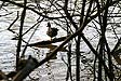 Canard sur rive arborée à hauteur de Pomponne - © Norbert Pousseur