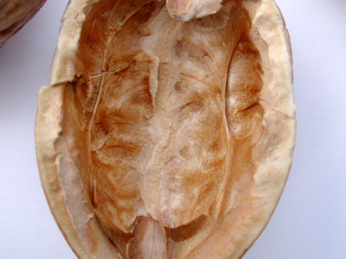 Intérieur de coque de noix - © Norbert Pousseur