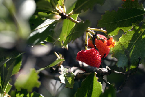 Arbutus berries in their foliage - © Norbert Pousseur