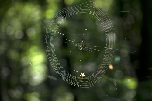 Cobweb under construction - © Norbert Pousseur