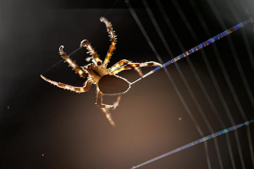 Spider extruding its thread - © Norbert Pousseur