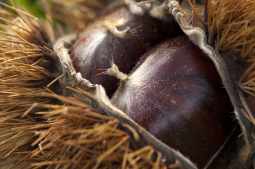 Sweet chestnuts in their burr - © Norbert Pousseur