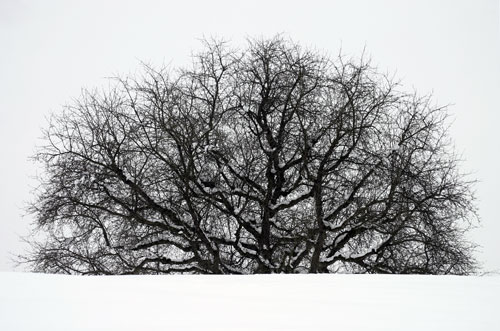 Pear tree under the snow - Niedorhordorf - © Norbert Pousseur