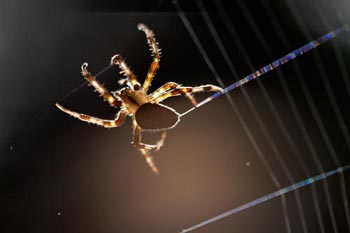 Araignée extrudant son fil - © Norbert Pousseur