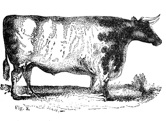 Bœuf Durham - reproduction © Norbert Pousseur