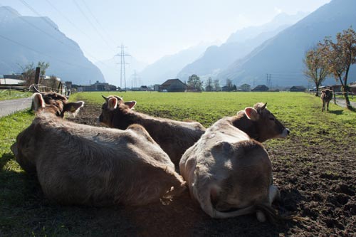 Vaches couchées dans le val d'Altdorf - © Norbert Pousseur