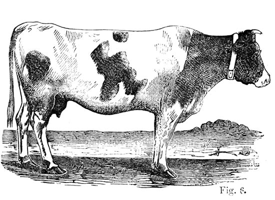 Vache hollandaise - reproduction © Norbert Pousseur