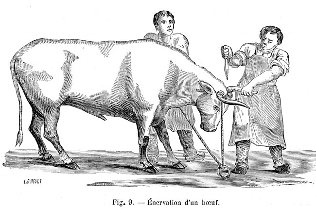 énervation de bœuf - reproduction © Norbert Pousseur