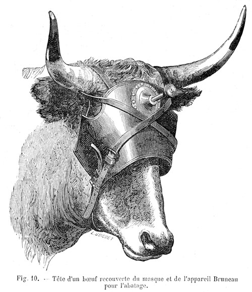 Bruneau system on head of ox - reproducción © Norbert Pousseur