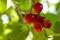 Bunch of cherries - © Norbert Pousseur