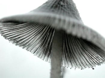 Petit champignon de verre - © Norbert Pousseur