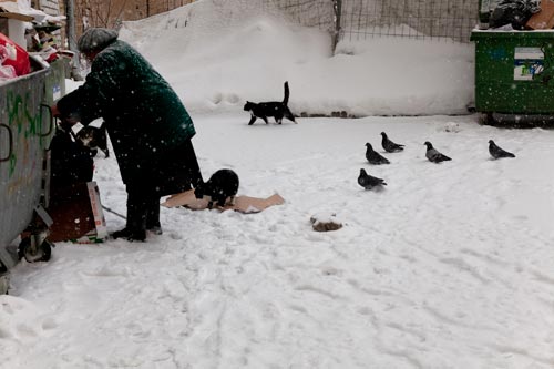 Après les chats, les pigeons - © Norbert Pousseur