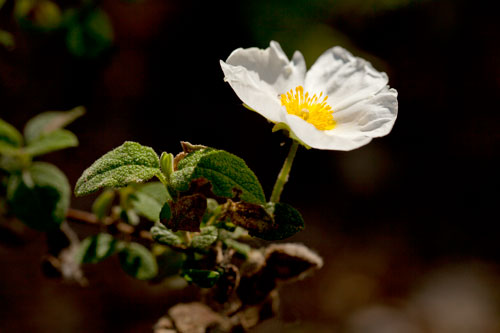 Flower of white cistus - © Norbert Pousseur