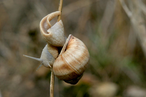 Contortion of snail - © Norbert Pousseur