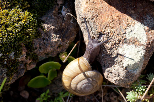 Snail with black body - © Norbert Pousseur