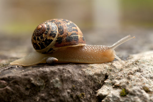 Snail passing on a mini - © Norbert Pousseur