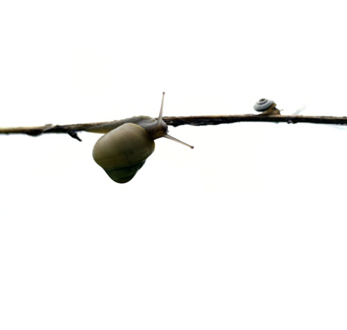Two snails on a branch - © Norbert Pousseur