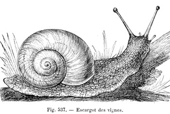 Snail of vineyardss - reproduction © Norbert Pousseur