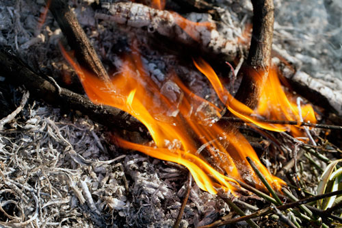 Flammes sur broussailles - © Norbert Pousseur