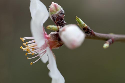 Almond flower and buds - © Norbert Pousseur