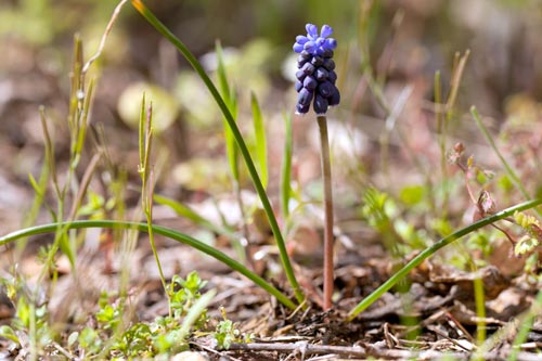 Plantation of grape hyacinth - © Norbert Pousseur