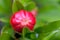 Flowers of pomegranate - © Norbert Pousseur