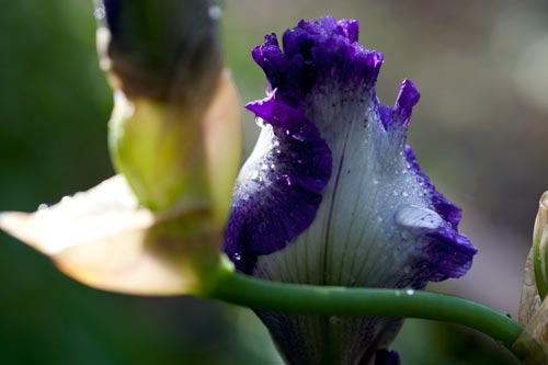 Bouton d'iris - © Norbert Pousseur