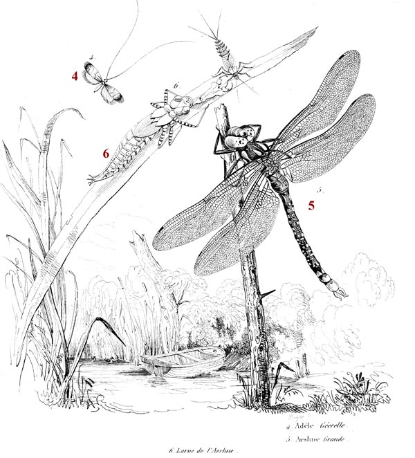Aeshne et sa larve - reproduction © Norbert Pousseur