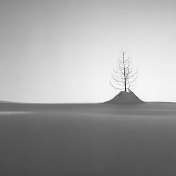 Mélèze dans la neige - © Norbert Pousseur