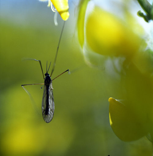 Pattes de moustique - © Norbert Pousseur
