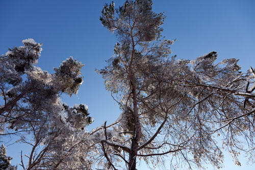 Pines in snow - © Norbert Pousseur