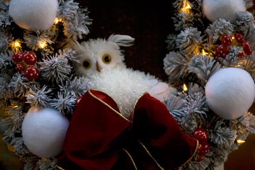 Owl of Christmas - © Norbert Pousseur