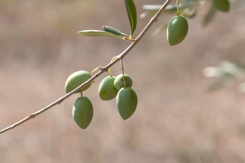 Branche d'olivier et ses olives - © Norbert Pousseur