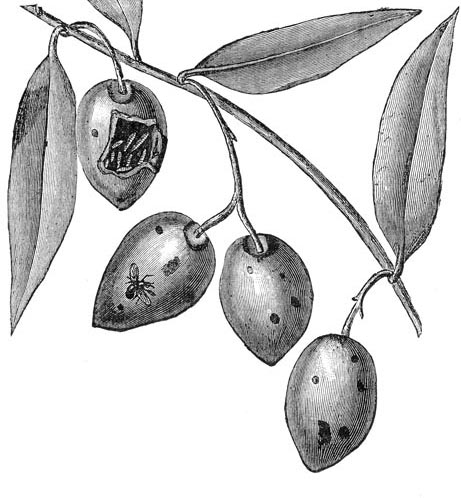 Mouche de l'olive - reproduction © Norbert Pousseur
