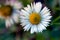 Corolla of daisy - © Norbert Pousseur