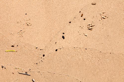 Sand and steps of bird - © Norbert Pousseur