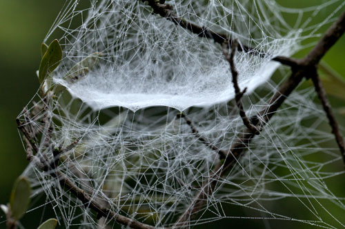 Toile d'araignée dans branchage - © Norbert Pousseur