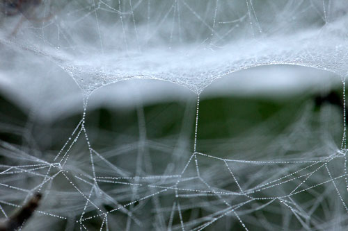 Structure de toile d'araignée - © Norbert Pousseur