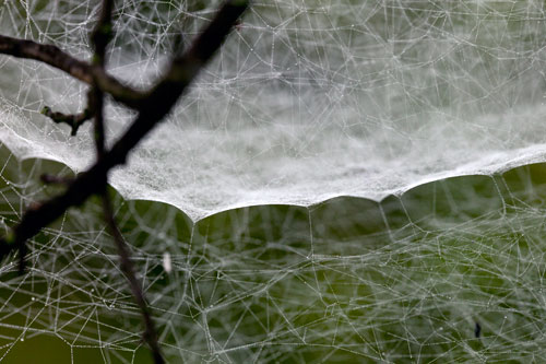 Toile d'araignée en berceau - © Norbert Pousseur
