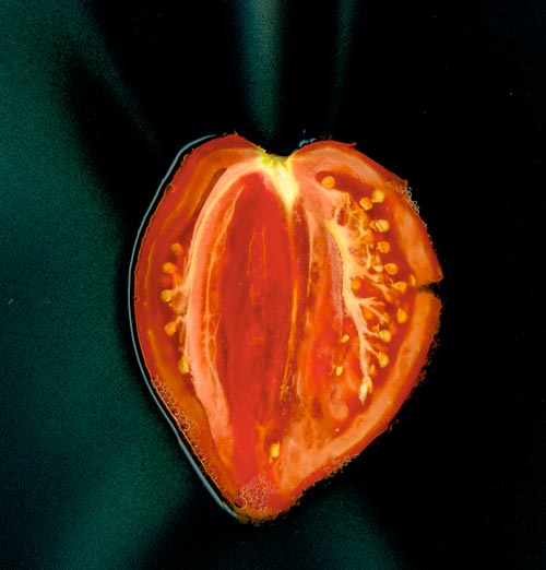 Tomato in section - © Norbert Pousseur