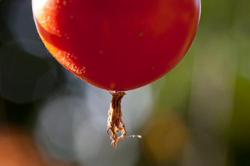 Round tomato - © Norbert Pousseur