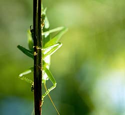 Pattes de sauterelle verte (Tettigonia viridissima) - © Norbert Pousseur