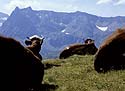 Vaches au col des Posettes contemplant les Aiguilles Rouges - © Norbert Pousseur