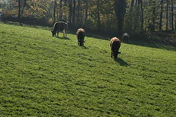 vaches broutant dans pairie à l'herbe rase - © Norbert Pousseur
