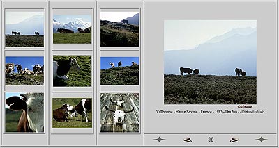 Vaches en pâturages d'Haute Savoie - © Norbert Pousseur